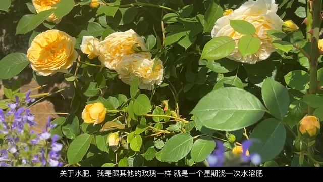 63 地栽一周年的David Austin 《欢笑格鲁吉亚玫瑰 Teasing Georgia Rose》Meet my 1 year-old Teasing Georgia Rose смотреть онлайн