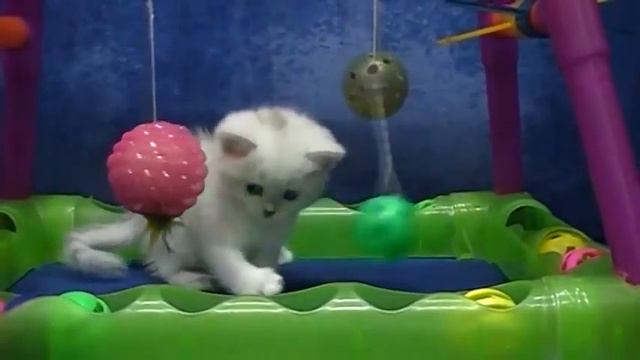 Британский котенок Анно Домини Роза Ветров.flv смотреть онлайн