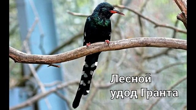 Лесные удоды (виды) ?? смотреть онлайн