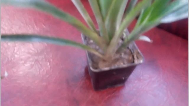 Мой новый цветок бильбергия/ Уход за бильбергией/ Цветение бильберигии