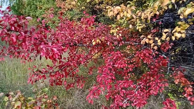Осенний лес. Красивое время года. смотреть онлайн