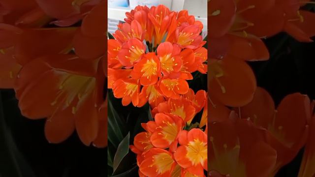 화려하고 멋진 군자란꽃. смотреть онлайн