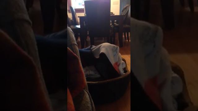 Doberman tucks herself in смотреть онлайн
