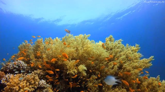Underwater World 4K - Incredible Colorful Ocean Life With Relaxing Music, Marine Life - 4K VIDEO HD смотреть онлайн