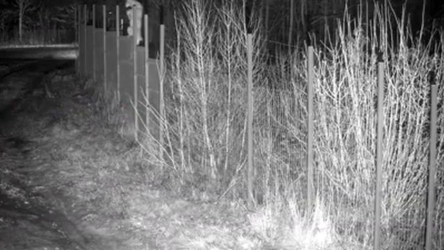 Рысь перепрыгнула сетку через Литовскую границу