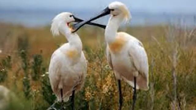 Заповедники Ростовской области смотреть онлайн