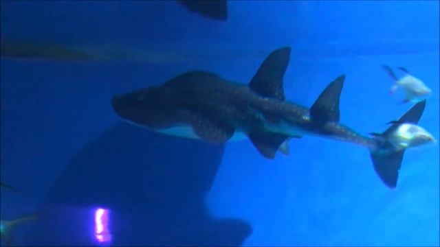 МОСКВАРИУМ Часть 2 Скаты, акулы и касатки!!! смотреть онлайн