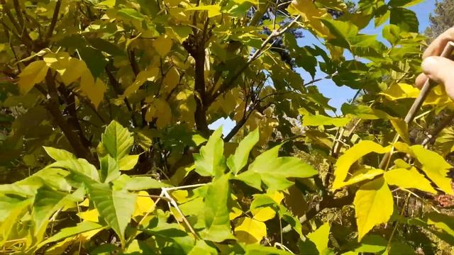 Клен ясенилистный пострижен шариком на штамбе. Небольшой обзор. смотреть онлайн