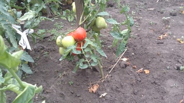 Томаты сорт Санька смотреть онлайн