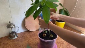 Плетение косички из стволов авокадо. Заплетаем из авокадо дерево-косичку.