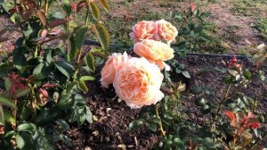 Роза Капри #РозаКапри