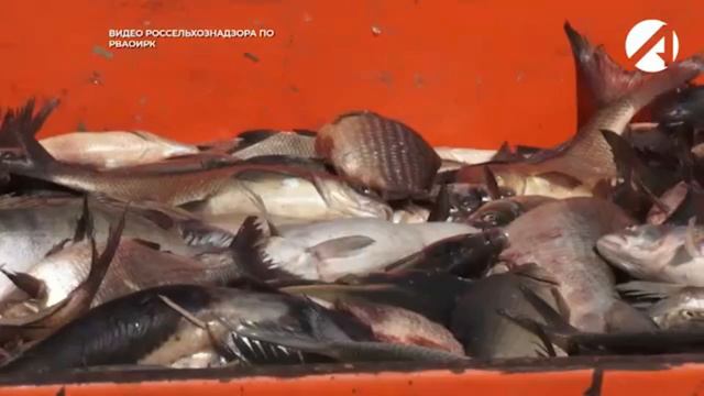 Рейды по пресечению незаконного оборота продукции смотреть онлайн