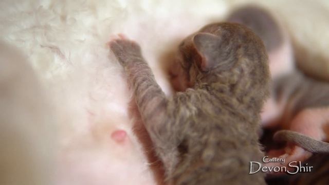Три милых котенка породы Девон Рекс. Котятам 2 дня. смотреть онлайн