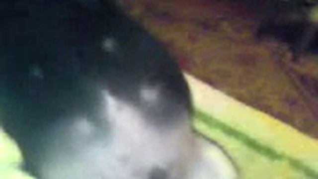 Щенок обожрался смотреть онлайн