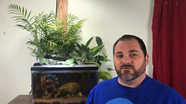 🎉1 YEAR UPDATE 🎉 - Beginner HOUSEPLANT-ed Tank!!! смотреть онлайн