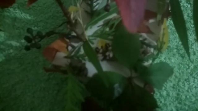 Поделки для школы. Старалась из последних сил смотреть онлайн