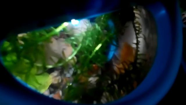 Betta Fish/ бойцовская рыбка петушок