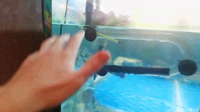 Красноухие черепахи секреты подмены воды. Как подменивать воду смотреть онлайн