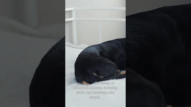 Meet the Miniature Dachshund смотреть онлайн