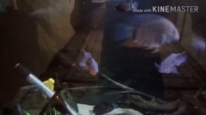 Как лечить манку у рыб??? легко и просто!!!