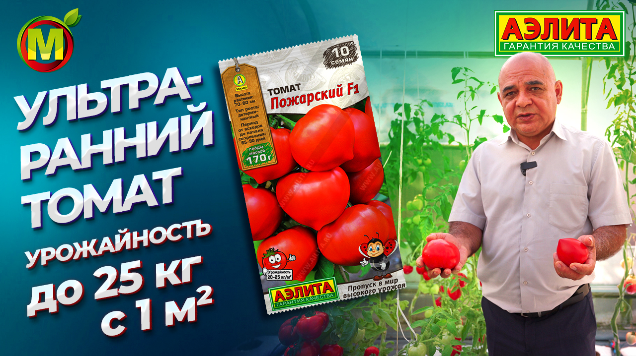 УРОЖАЙ этого томата вас шокирует! СУПЕР РАННИЙ томат «с носиком» ПОЖАРСКИЙ F1 смотреть онлайн