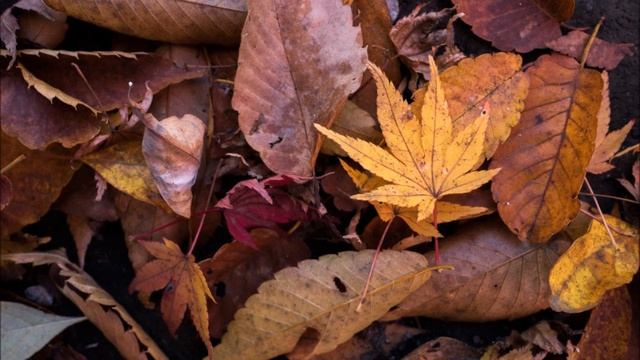 125 - ю Сергея Есенина посвящается ... convert video online com смотреть онлайн