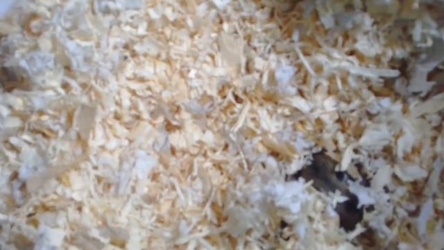 Как растут хомяки с первых дней жизни по месяц//? смотреть онлайн