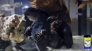 Цихлазома чернополосая - аквариумная зебра и все о ней!