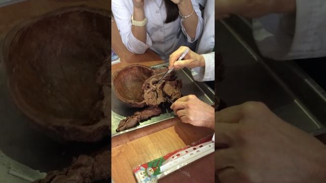 Анатомия глотки и пищевода