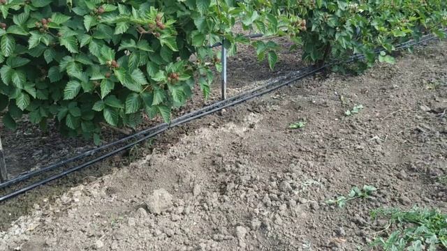 Двух летний куст Ежевики Джамбо. Черная магия на побегах прошлого года. Преимущества и недостатки. смотреть онлайн