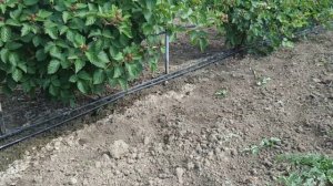 Двух летний куст Ежевики Джамбо. Черная магия на побегах прошлого года. Преимущества и недостатки.