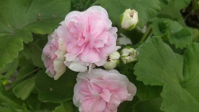 Алгеброй гармонию поверить.... Цветы пеларгонии смотреть онлайн