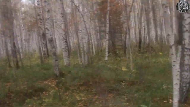 ТРЕНИРОВКА СИЛЫ ВОЛИ. ОДИН ОСЕННИЙ ДЕНЬ НА ОХОТЕ.СЕВЕРНЫЙ УРАЛ. смотреть онлайн
