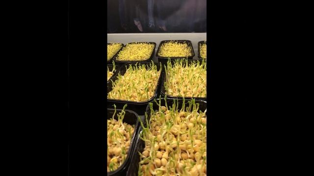 Выращиваем микрозелень гороха без плесени и грибков. смотреть онлайн