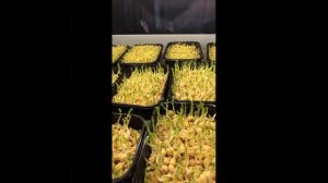 Выращиваем микрозелень гороха без плесени и грибков.