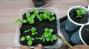 Пикировка хризантеллы ?, пересаживаем рассаду в стаканчики