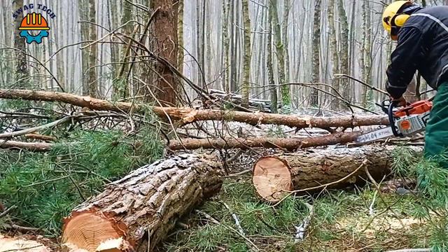 150 Amazing Fastest Big Chainsaw Cutting Tree Machines Working At Another Level