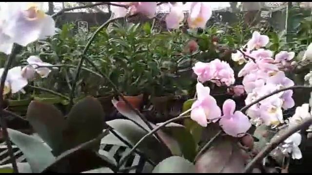 Phalaenopsis Orchid - Phalaenopsis Hybrid in the orchids Market смотреть онлайн
