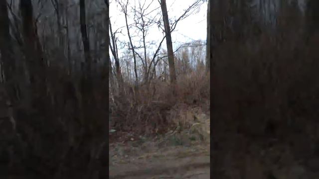 Мои животные на даче🐕🐈 смотреть онлайн