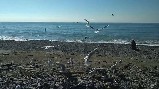 Чайки на море. смотреть онлайн