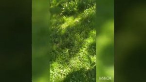 Вздутие живота у овцы (тимпантия), мой метод борьбы с вздутием