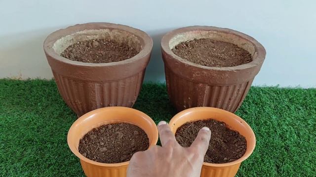 Grow Acroclinium(Paper Daisy)Plant At Home|SEED TO FLOWERING|बीज से एक्रोक्लिनियम का पौधा उगाएं смотреть онлайн