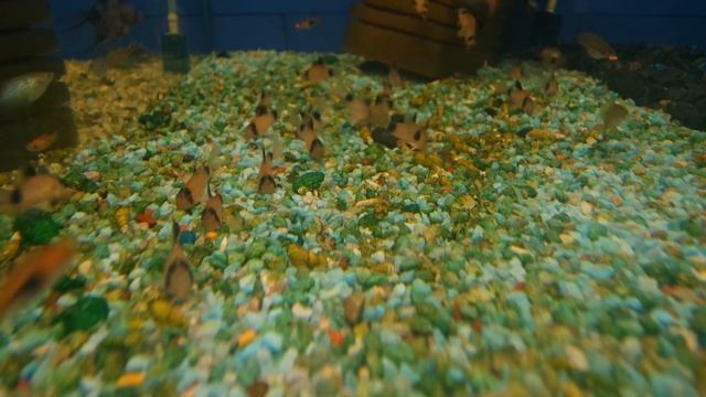 Аквариумный сомик - Коридорас Панда (сомик панда)