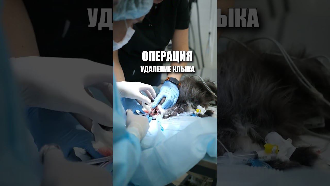 Маленькая собачка с большими клыками #чихуахуа #зубы #ветеринарныйстоматолог #клык #ветеринария смотреть онлайн