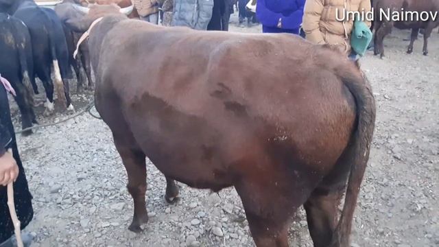 BUXORO G'IJDUVON MOL BOZOR. БУХОРО ГИЖДУВОН МОЛ  БОЗОР .  28 октября 2020 г.