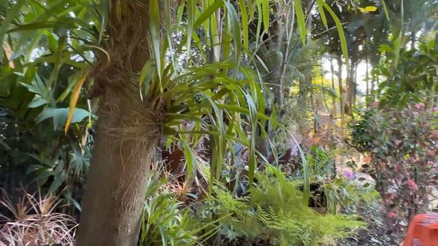 PLANTAS e muito BOM GOSTO: o sensacional jardim e a simpatia da Stella Marys. смотреть онлайн