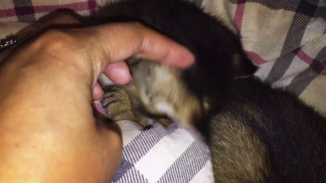 Котята Чаузи F1‼️ Сладкий сон смотреть онлайн