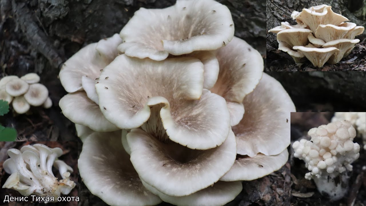 Вешенка рожковидная | Pleurotus cornucopiae смотреть онлайн