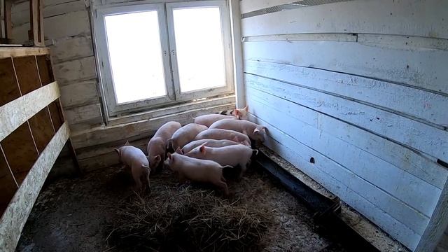 ПОПОЛНЕНИЕ В СВИНАРНИКЕ смотреть онлайн