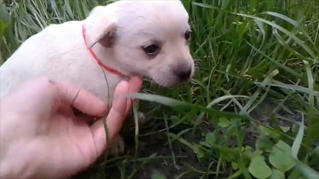 "Шаг за шагом" (1 месяц и 5 дней) смотреть онлайн